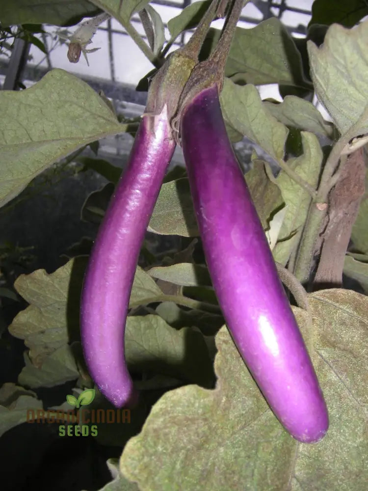 Aubergine ’Farmers Long’ F1 Hybrid Seeds For Gardening Enthusiasts | High-Yield Organic Eggplant