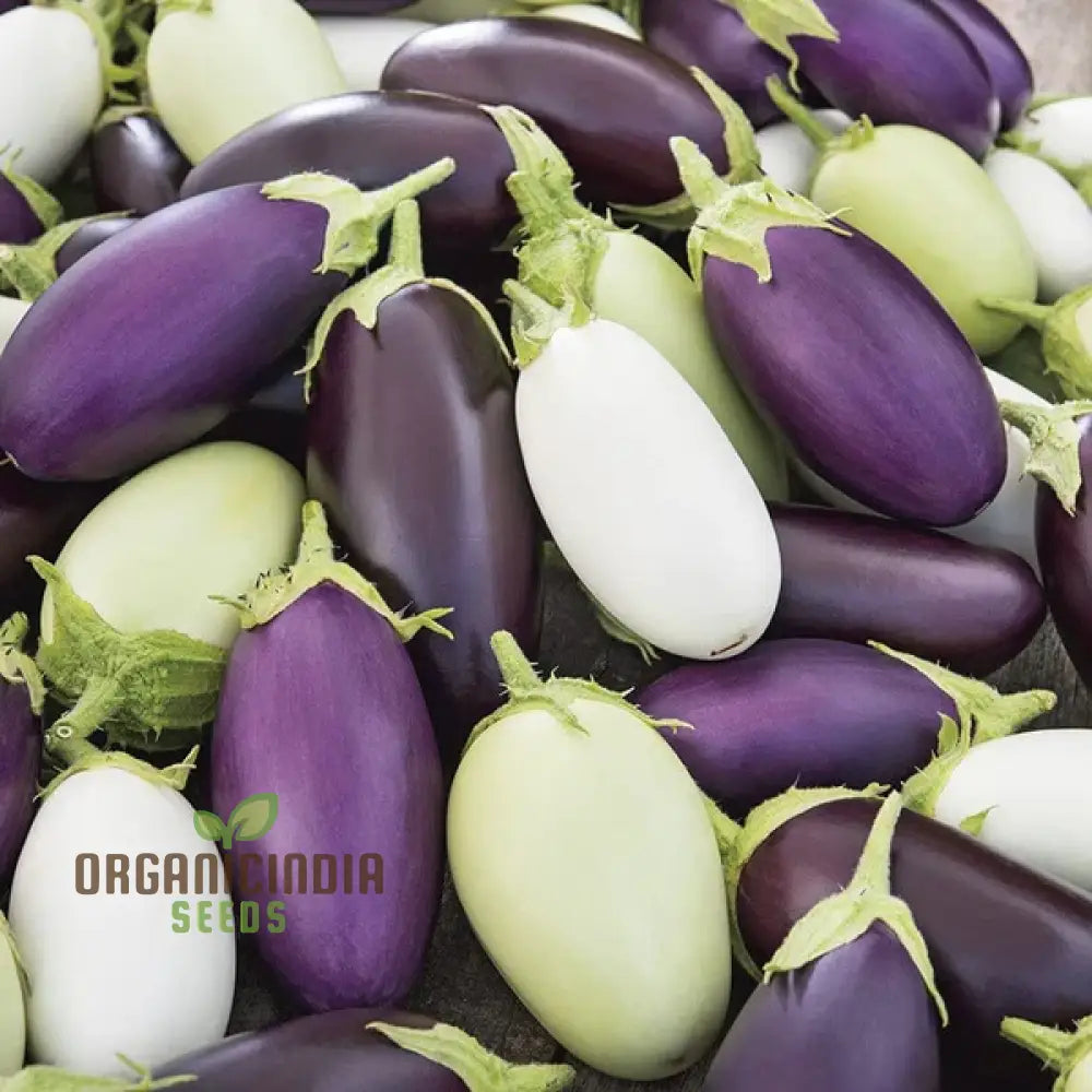 Aubergine Jewel F1 Mix Vegetable Seeds For Planting Premium Mixed For High-Yield Flavorful