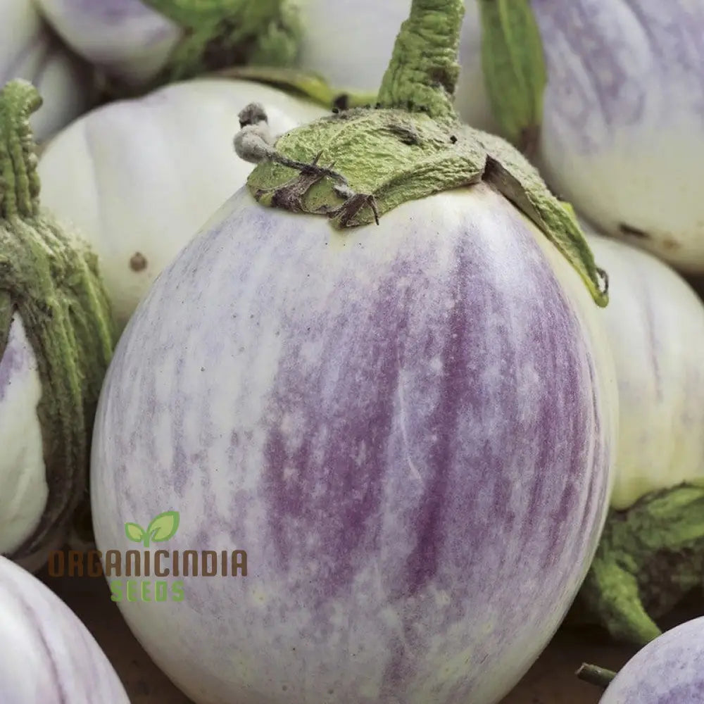 Aubergine Jewel F1 Mix Vegetable Seeds For Planting Premium Mixed For High-Yield Flavorful