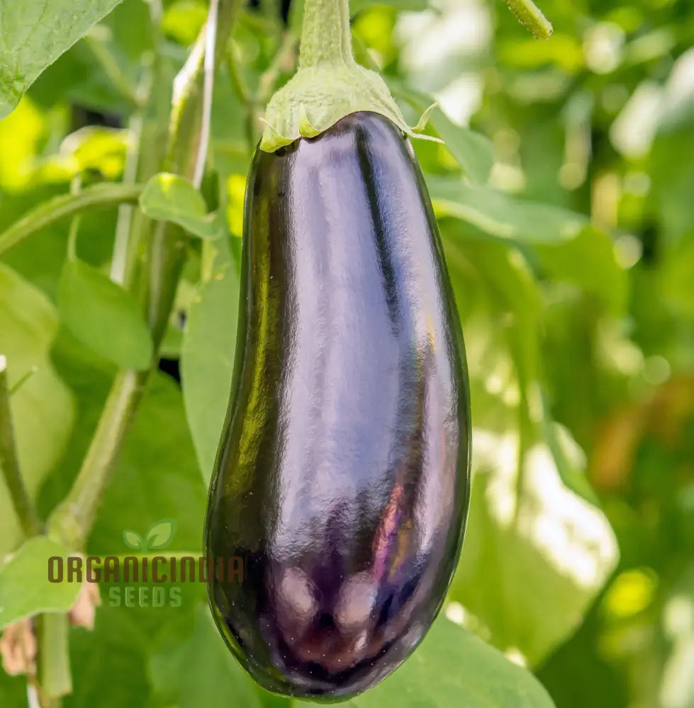 Aubergine Moneymaker F1 Seeds For Planting Premium Top Quality Vegetable Your Garden