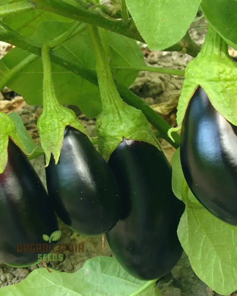 Aubergine Moneymaker F1 Seeds For Planting Premium Top Quality Vegetable Your Garden