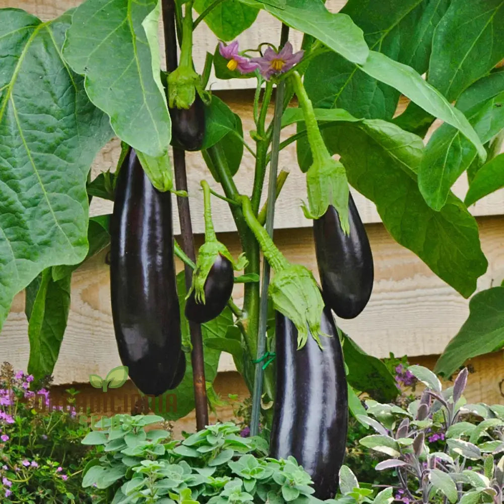 Aubergine Moneymaker F1 Seeds For Planting Premium Top Quality Vegetable Your Garden