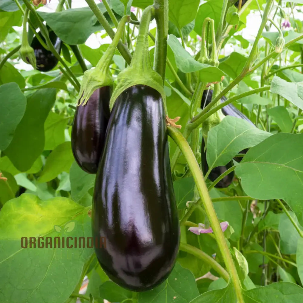 Aubergine Moneymaker F1 Seeds For Planting Premium Top Quality Vegetable Your Garden