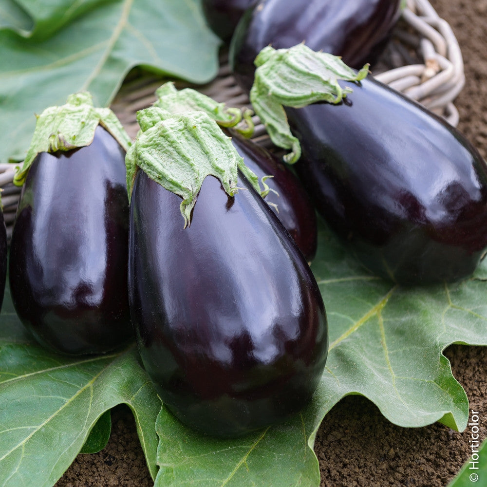 Aubergine 'Bonica' F1 Hybridsamen für Gartenliebhaber | Gemüsesamen in Premiumqualität