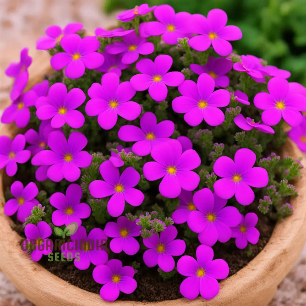 Aubrieta Purple Pink Flower Seeds High-Quality For Vibrant Rock Garden Blooms And Planting