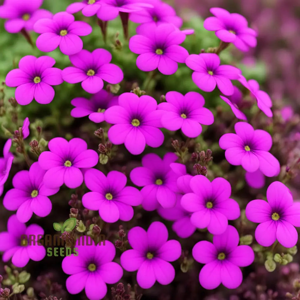 Aubrieta Purple Pink Flower Seeds High-Quality For Vibrant Rock Garden Blooms And Planting