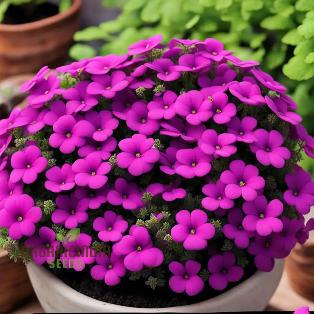 Aubrieta Purple Pink Flower Seeds High-Quality For Vibrant Rock Garden Blooms And Planting