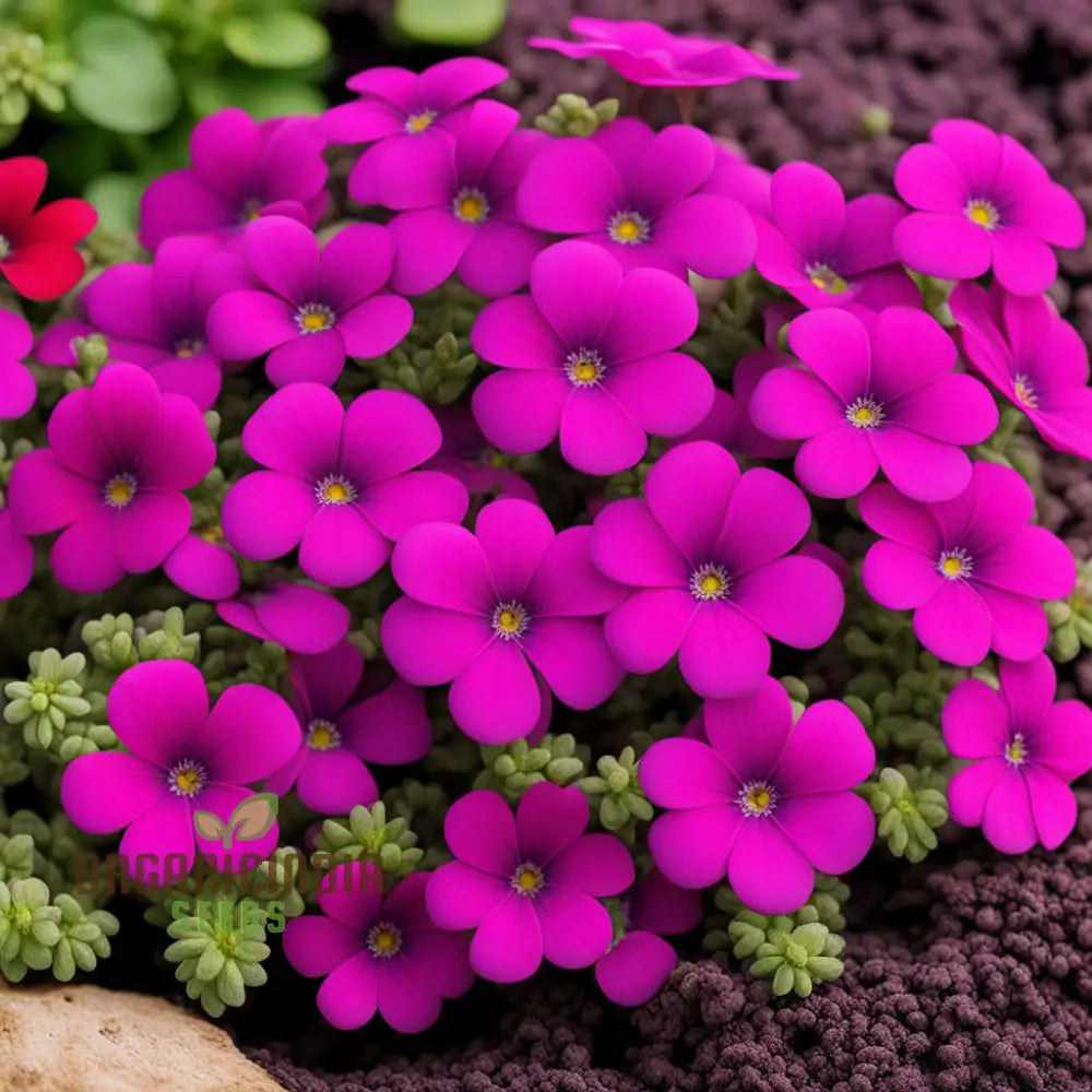 Aubrieta Purple Pink Flower Seeds High-Quality For Vibrant Rock Garden Blooms And Planting