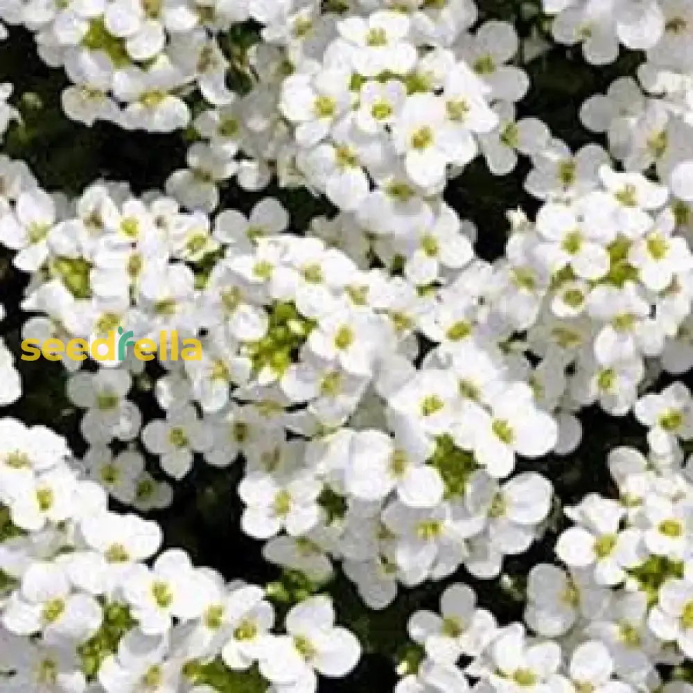 Aubrieta Rock Cascade Flower Seeds - White For Planting