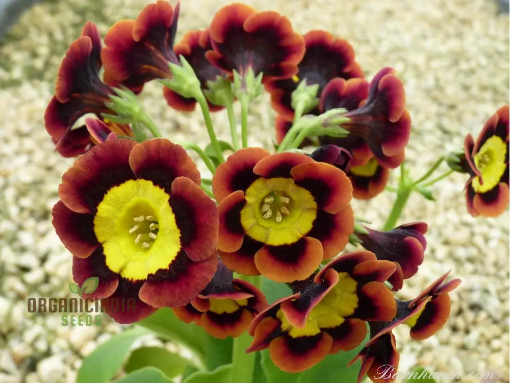 Auricula Alpine Mixed Seeds - Grow A Beautiful Mix Of Flowers In Your Garden