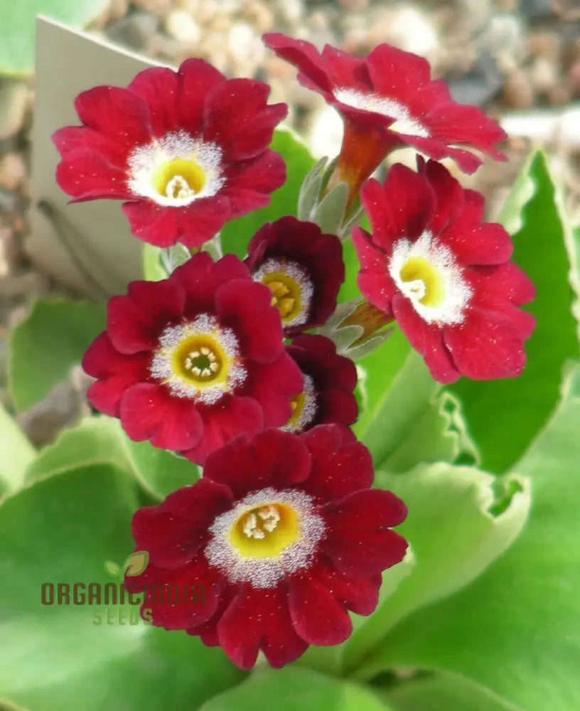 Auricula Alpine Mixed Seeds - Grow A Beautiful Mix Of Flowers In Your Garden