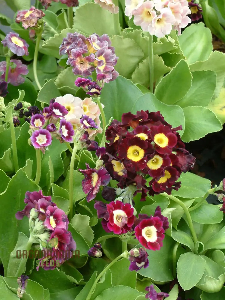 Auricula Alpine Mixed Seeds - Grow A Beautiful Mix Of Flowers In Your Garden