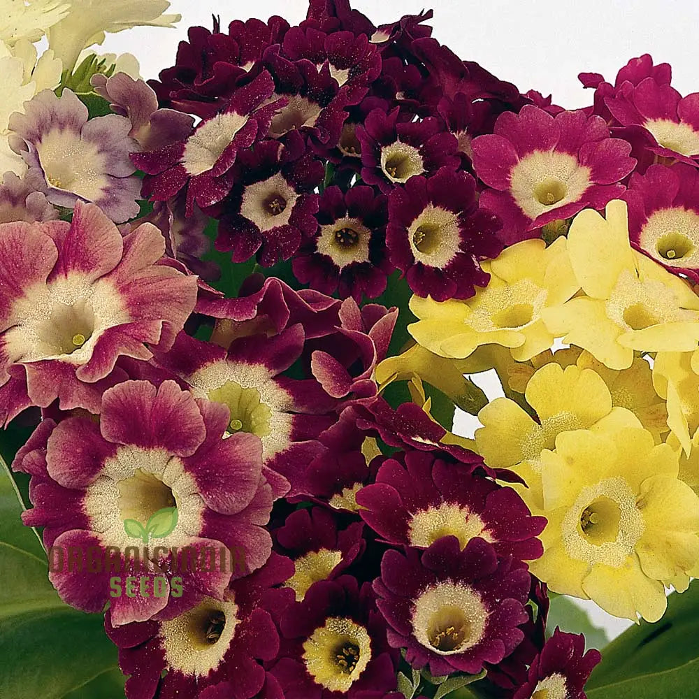 Auricula Alpine Mixed Seeds - Grow A Beautiful Mix Of Flowers In Your Garden