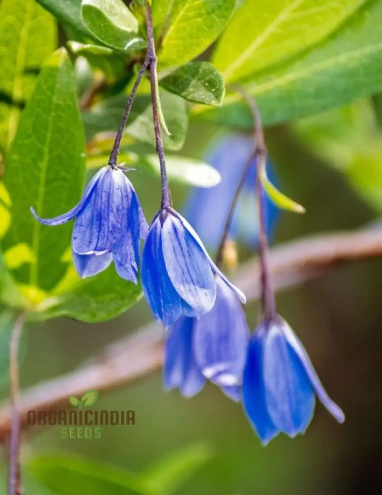 Australian Climbing Bluebell Wildflower Seeds - Planting Guide Included Rare