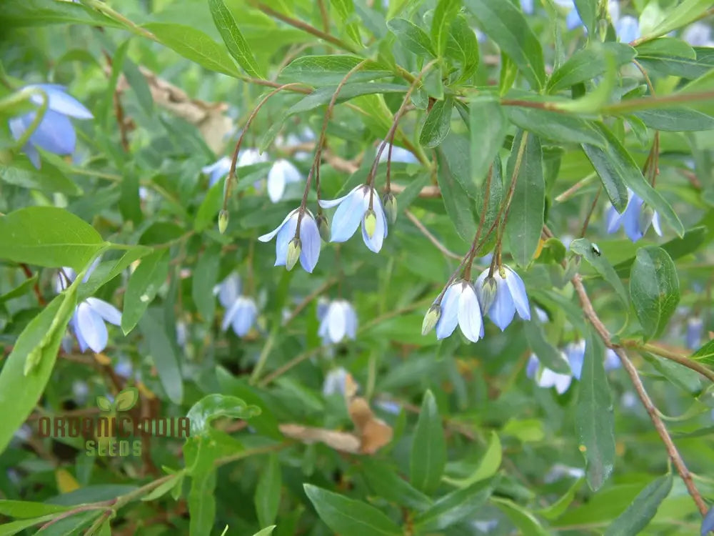 Australian Climbing Bluebell Wildflower Seeds - Planting Guide Included Rare