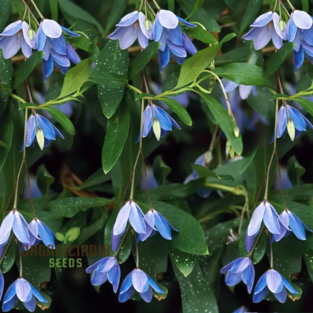 Australian Climbing Bluebell Wildflower Seeds - Planting Guide Included Rare