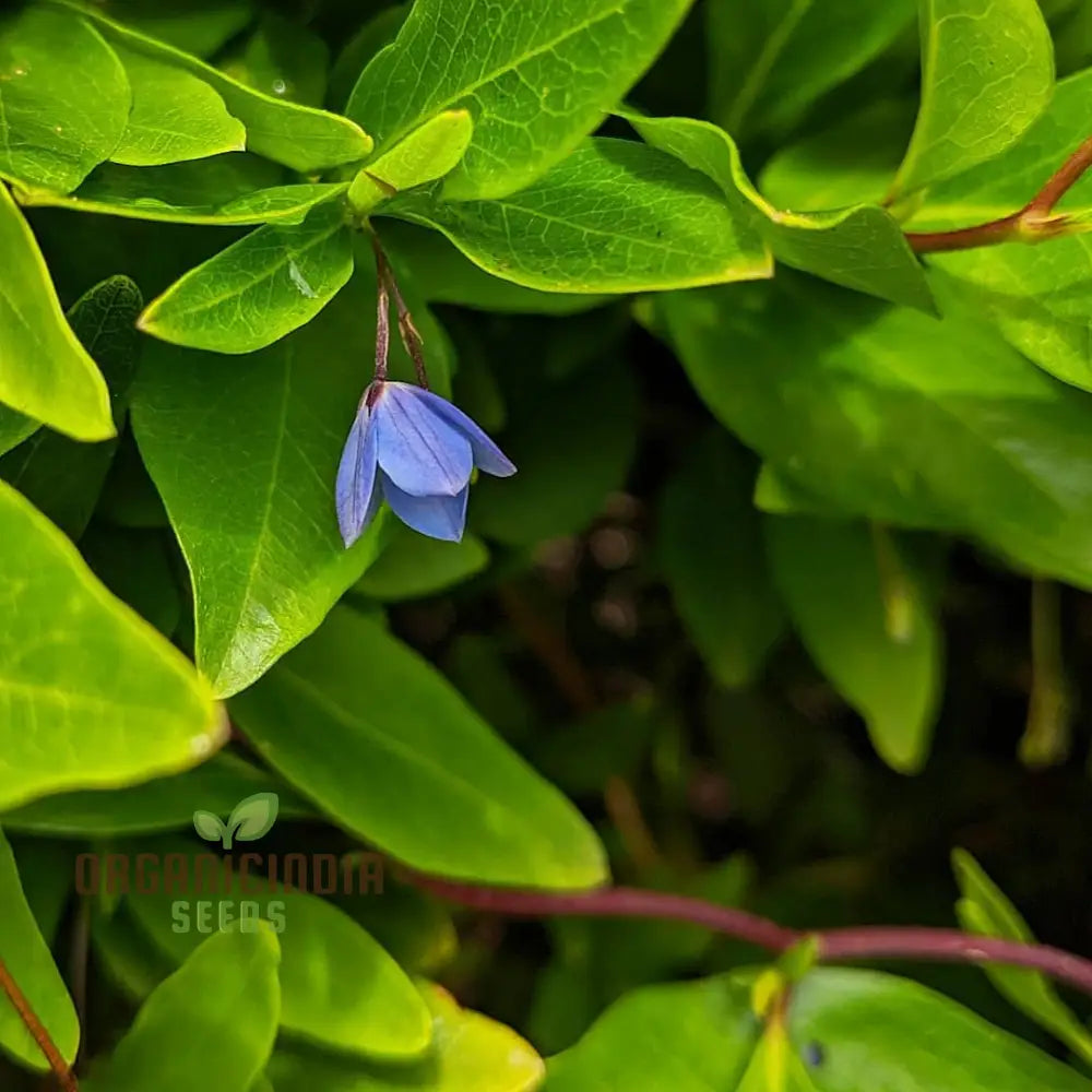 Australian Climbing Bluebell Wildflower Seeds - Planting Guide Included Rare