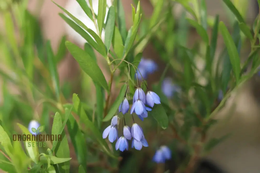 Australian Climbing Bluebell Wildflower Seeds - Planting Guide Included Rare