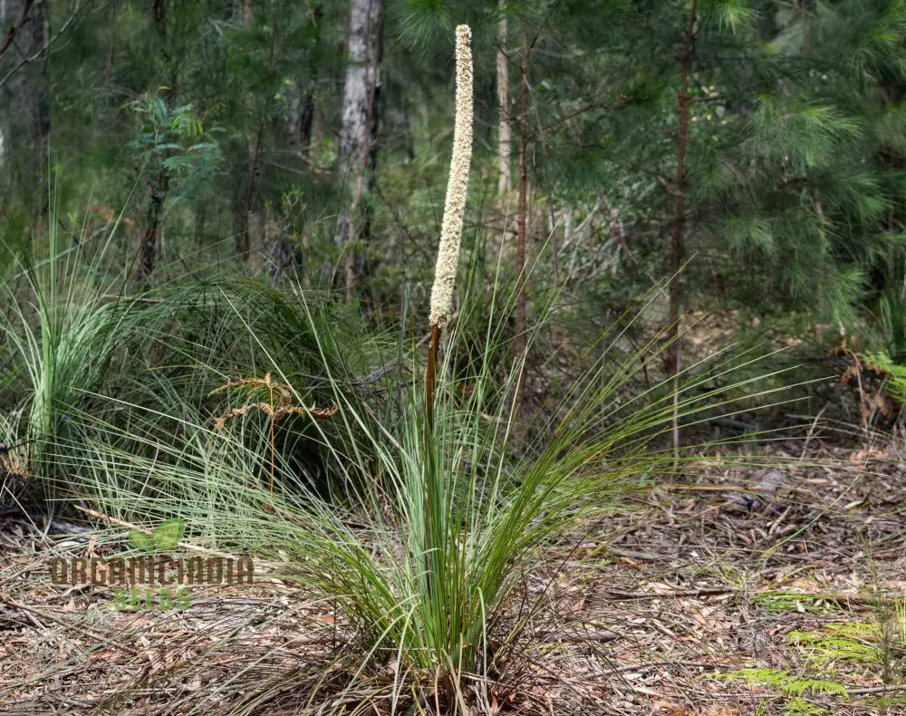 Australian Grass Tree Wildflower Seeds - Planting Guide Included Grow Your Own Unique Native