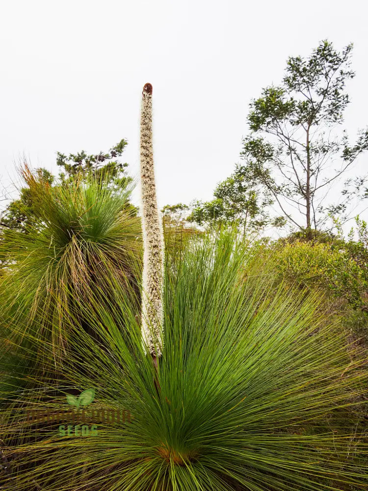 Australian Grass Tree Wildflower Seeds - Planting Guide Included Grow Your Own Unique Native