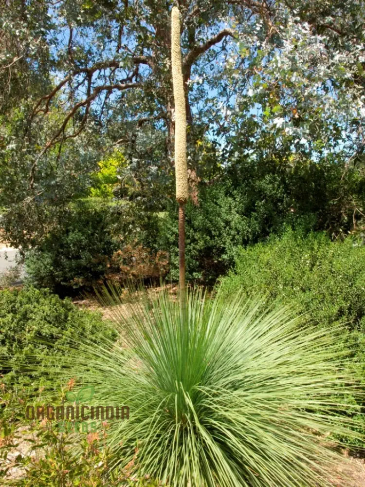 Australian Grass Tree Wildflower Seeds - Planting Guide Included Grow Your Own Unique Native