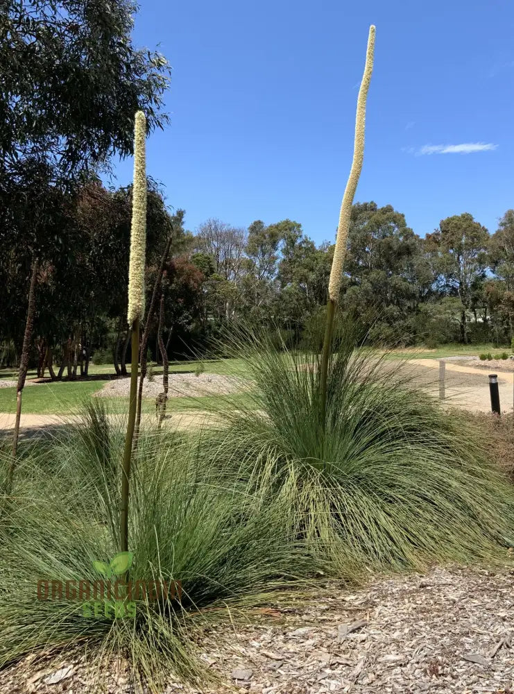 Australian Grass Tree Wildflower Seeds - Planting Guide Included Grow Your Own Unique Native