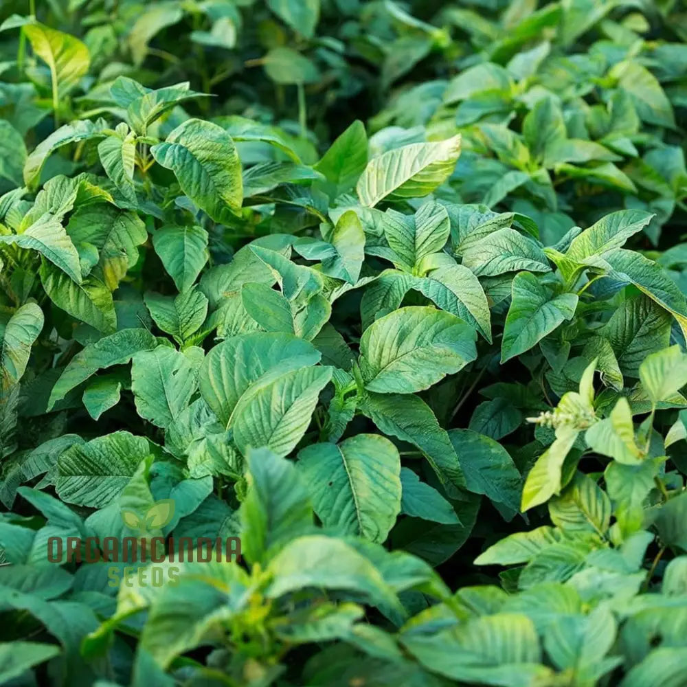 Authentic Jamaican Callaloo Plant Seeds For Your Lush Garden: Start Gardening Journey With Premium