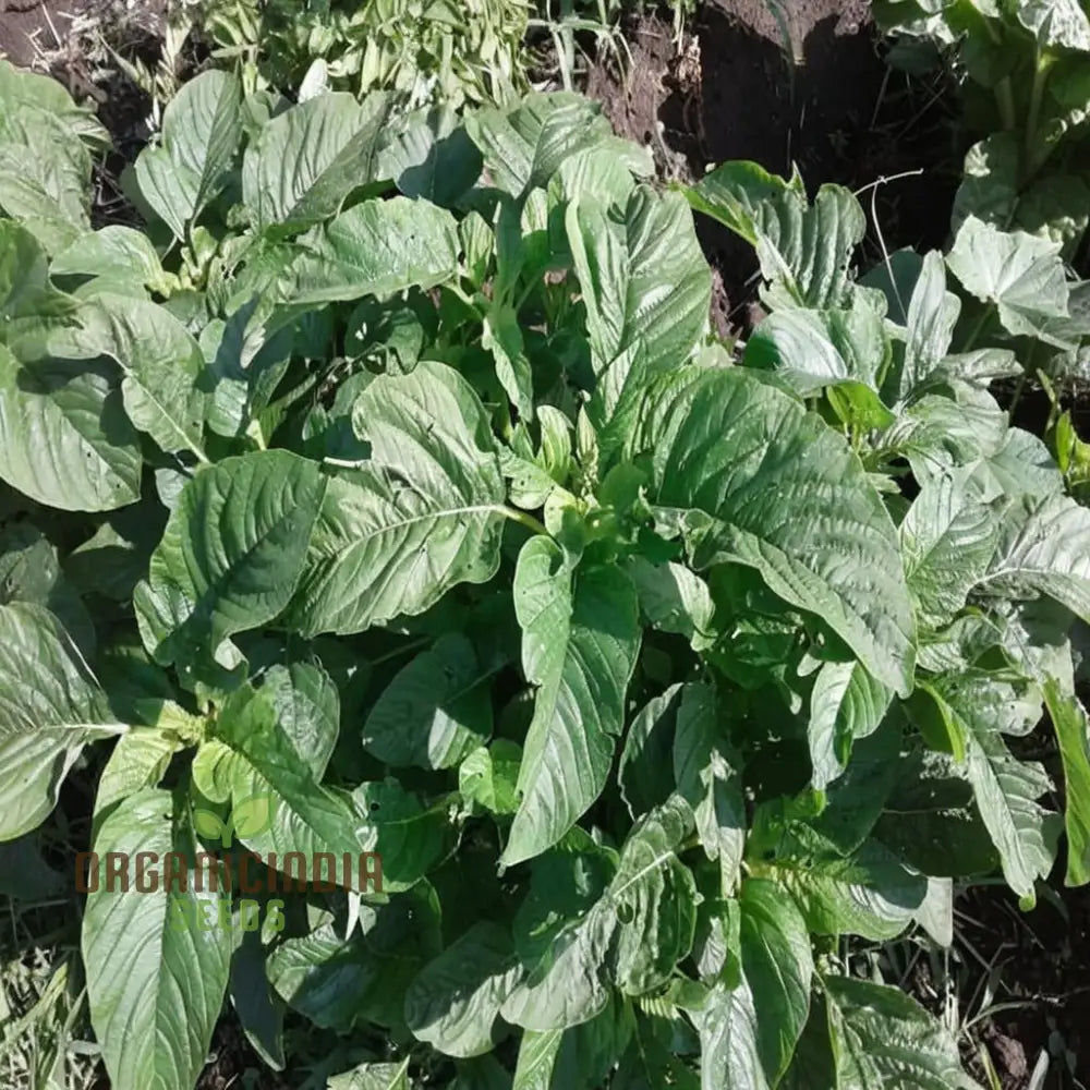 Authentic Jamaican Callaloo Plant Seeds For Your Lush Garden: Start Gardening Journey With Premium