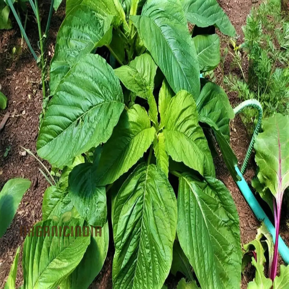 Authentic Jamaican Callaloo Plant Seeds For Your Lush Garden: Start Gardening Journey With Premium