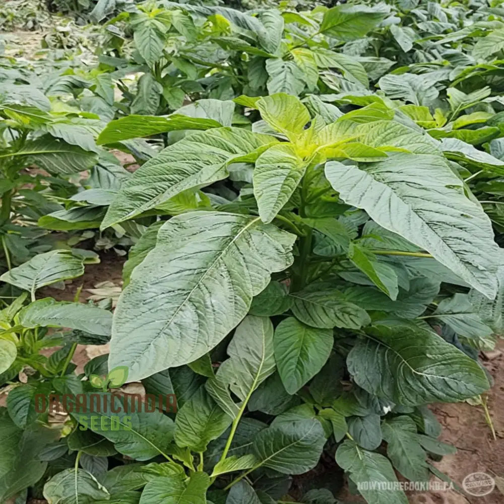 Authentic Jamaican Callaloo Plant Seeds For Your Lush Garden: Start Gardening Journey With Premium