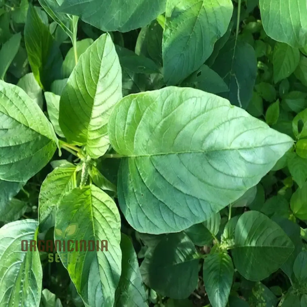 Authentic Jamaican Callaloo Plant Seeds For Your Lush Garden: Start Gardening Journey With Premium