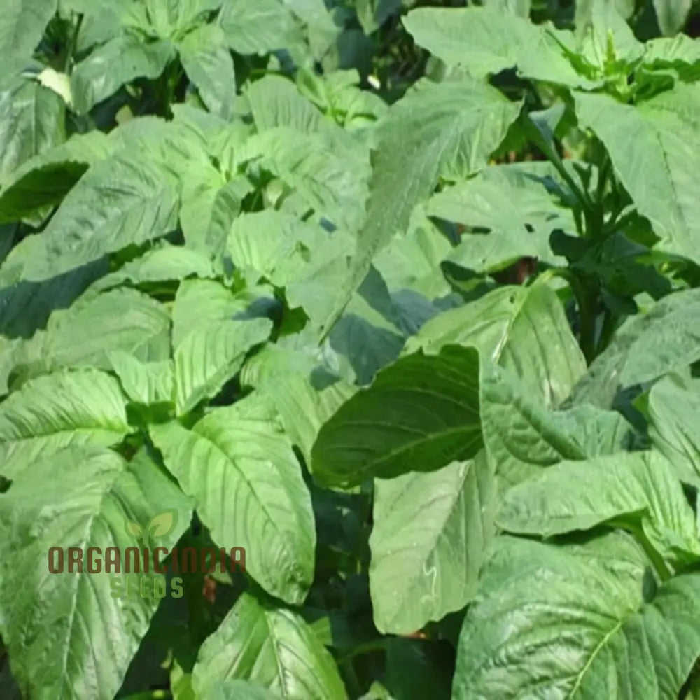 Authentic Jamaican Callaloo Plant Seeds For Your Lush Garden: Start Gardening Journey With Premium