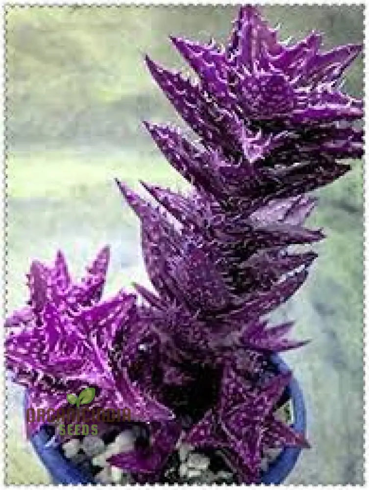 Authentic Ruby Roman Grape Seeds 10 Pack