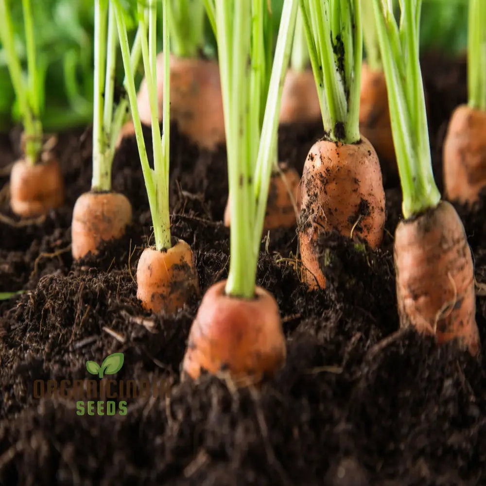 Autumn King 2 Carrot Vegetable Seeds Top-Quality For Planting And Harvesting Fresh Flavorful