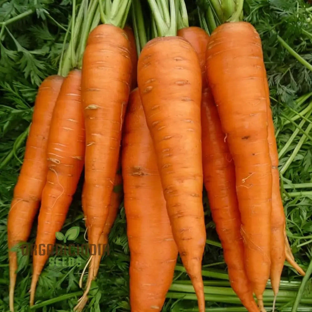 Autumn King 2 Carrot Vegetable Seeds Top-Quality For Planting And Harvesting Fresh Flavorful