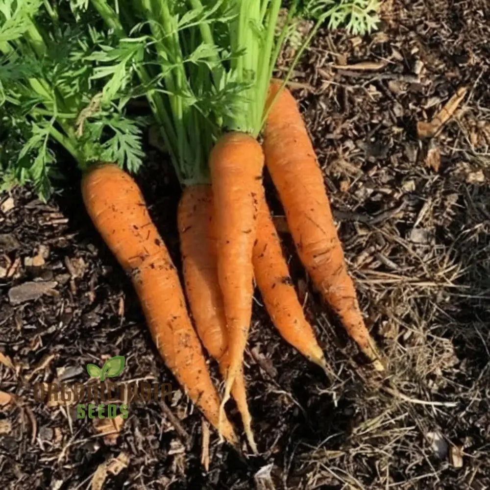 Autumn King 2 Carrot Vegetable Seeds Top-Quality For Planting And Harvesting Fresh Flavorful