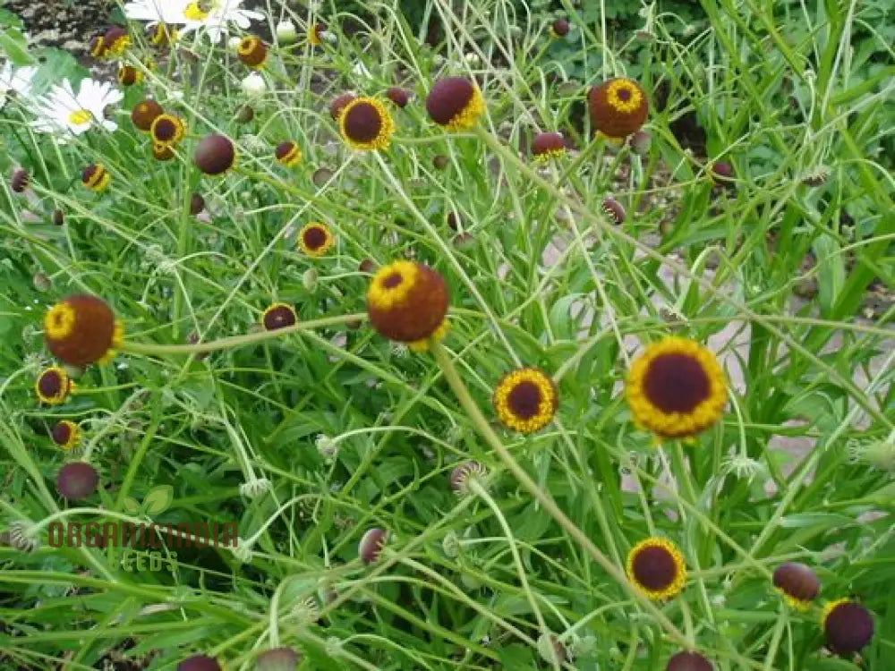 Autumn Lollipop Helenium Flower Seeds For Planting 100 Pcs Seeds