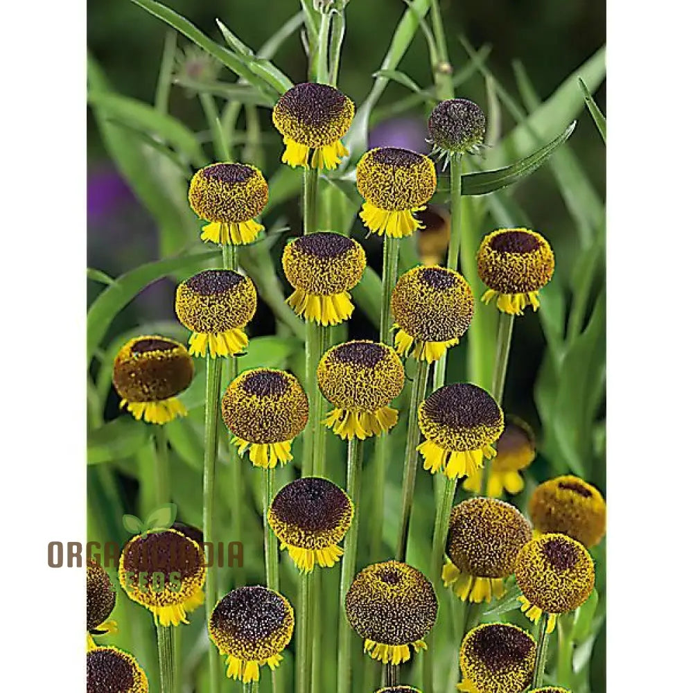 Autumn Lollipop Helenium Flower Seeds For Planting 100 Pcs Seeds