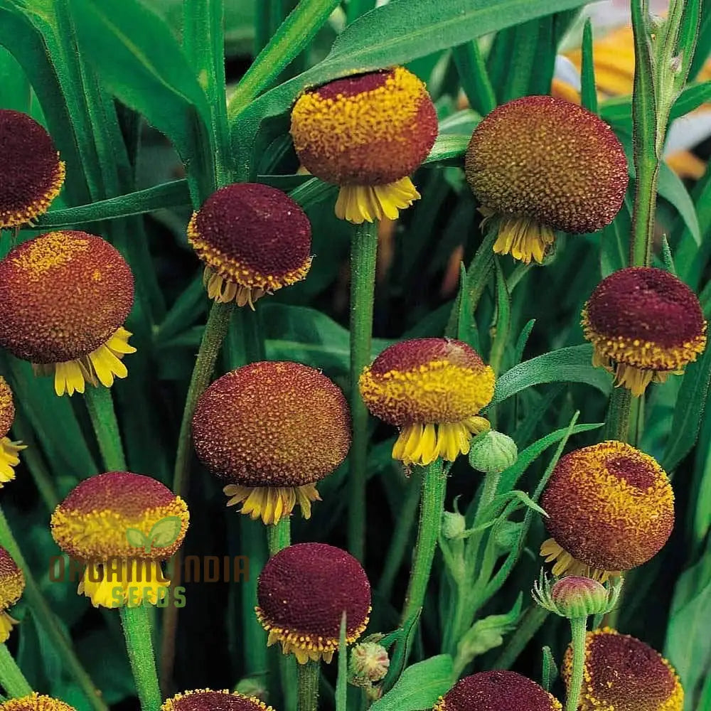 Autumn Lollipop Helenium Flower Seeds For Planting 100 Pcs Seeds