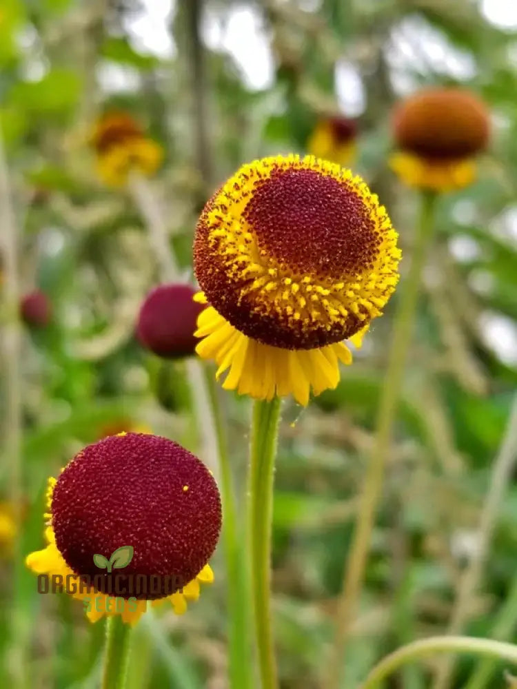 Autumn Lollipop Helenium Flower Seeds For Planting 100 Pcs Seeds