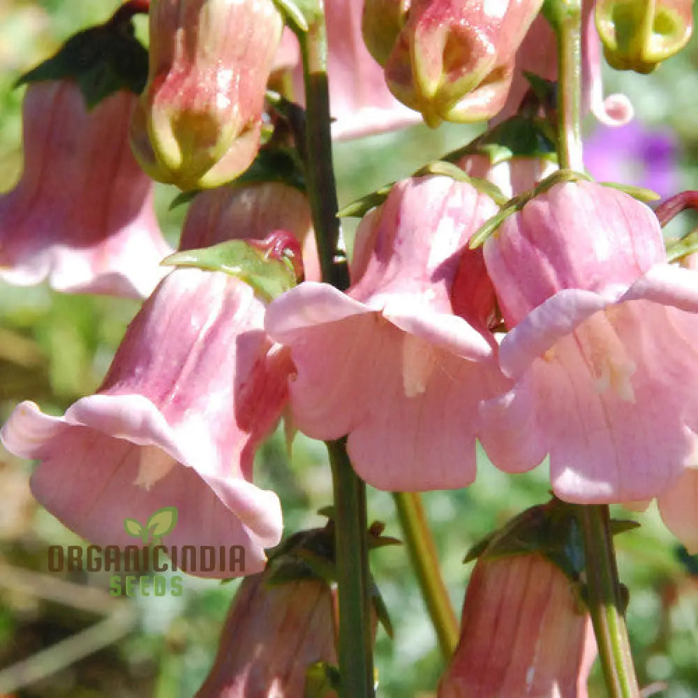 Azorina Vidalii Seeds For Planting: Rare Gardening Gem For Enthusiasts Of Unique And Beautiful