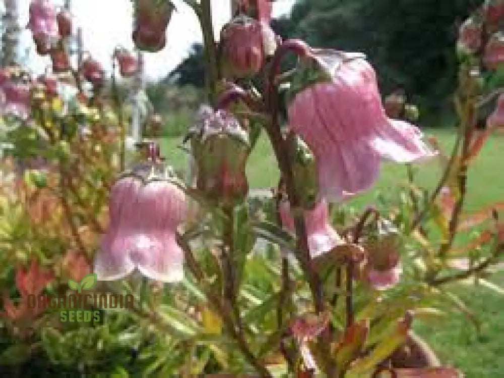 Azorina Vidalii Seeds For Planting: Rare Gardening Gem For Enthusiasts Of Unique And Beautiful