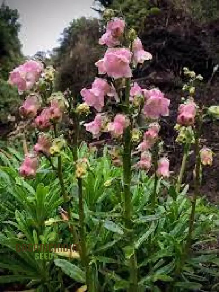 Azorina Vidalii Seeds For Planting: Rare Gardening Gem For Enthusiasts Of Unique And Beautiful