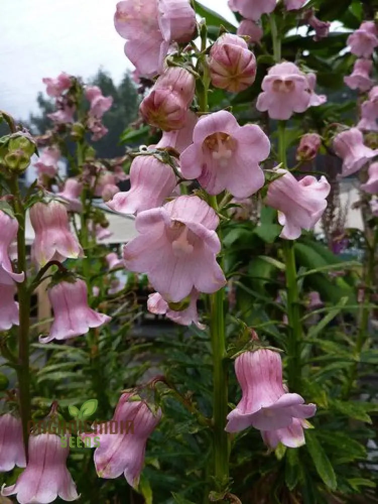 Azorina Vidalii Seeds For Planting: Rare Gardening Gem For Enthusiasts Of Unique And Beautiful