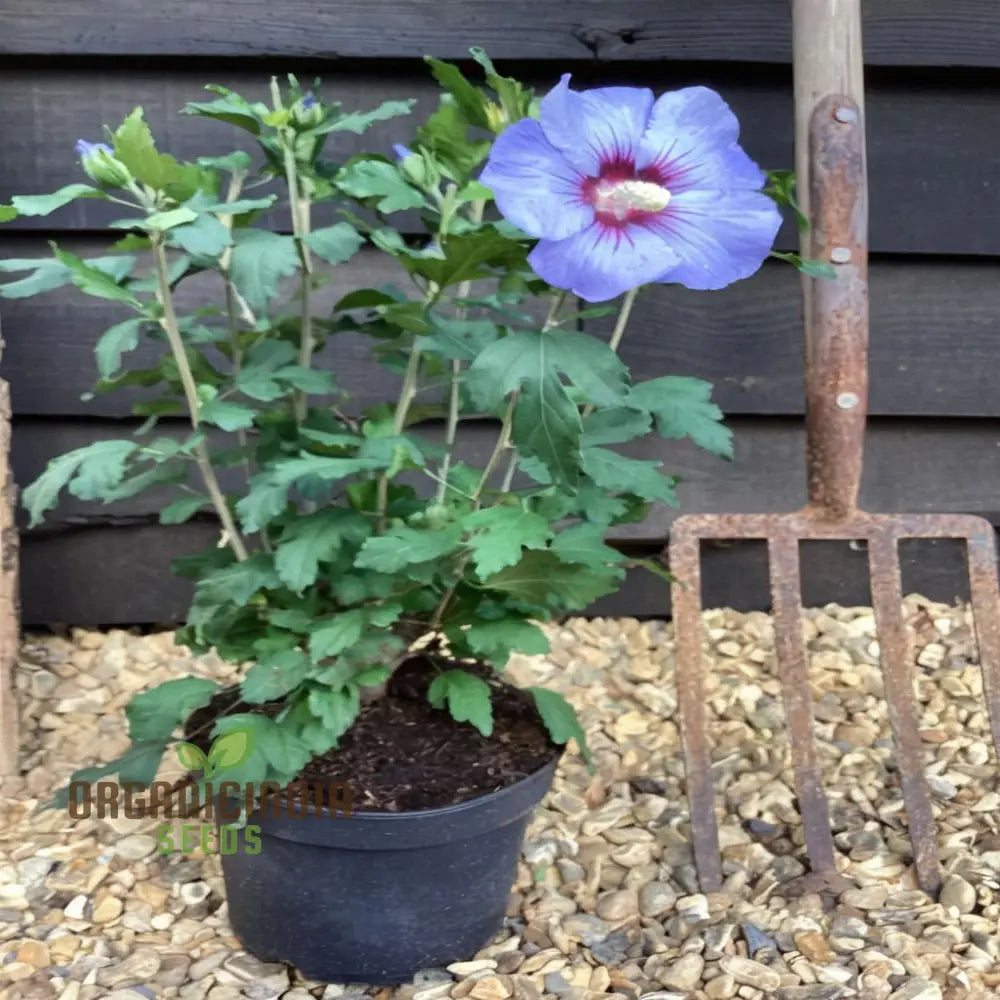 Azurri Blue Satin Rose Of Sharon Seeds – Elevate Your Gardening Experience With Stunning Hibiscus