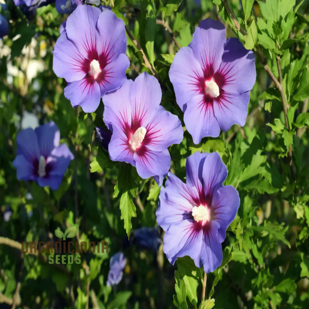 Azurri Blue Satin Rose Of Sharon Seeds – Elevate Your Gardening Experience With Stunning Hibiscus