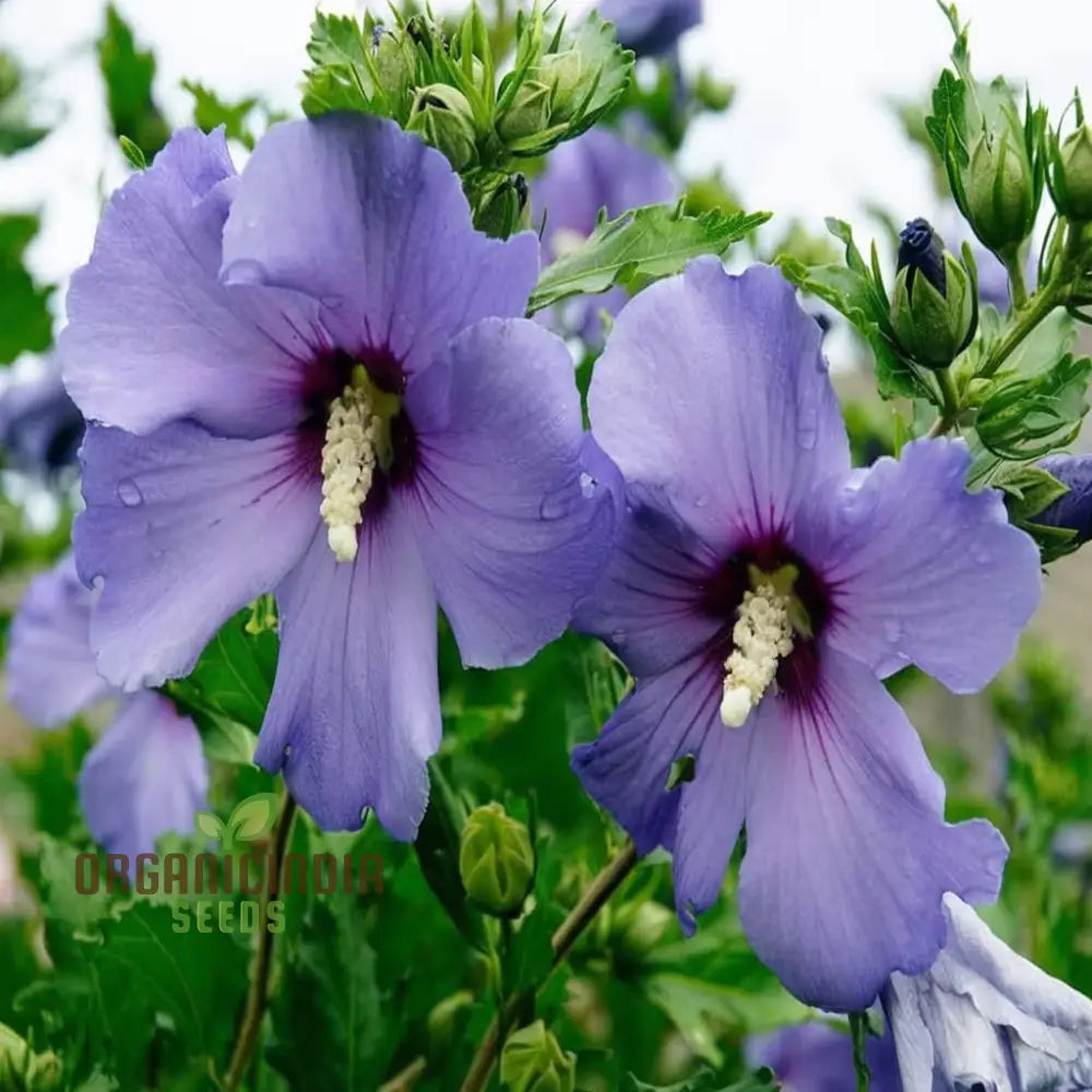 Azurri Blue Satin Rose Of Sharon Seeds – Elevate Your Gardening Experience With Stunning Hibiscus