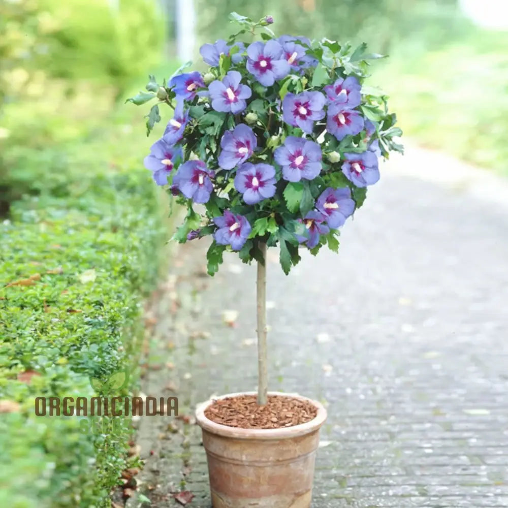 Azurri Blue Satin Rose Of Sharon Seeds – Elevate Your Gardening Experience With Stunning Hibiscus