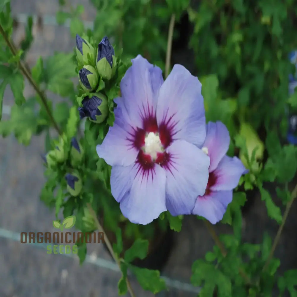 Azurri Blue Satin Rose Of Sharon Seeds – Elevate Your Gardening Experience With Stunning Hibiscus