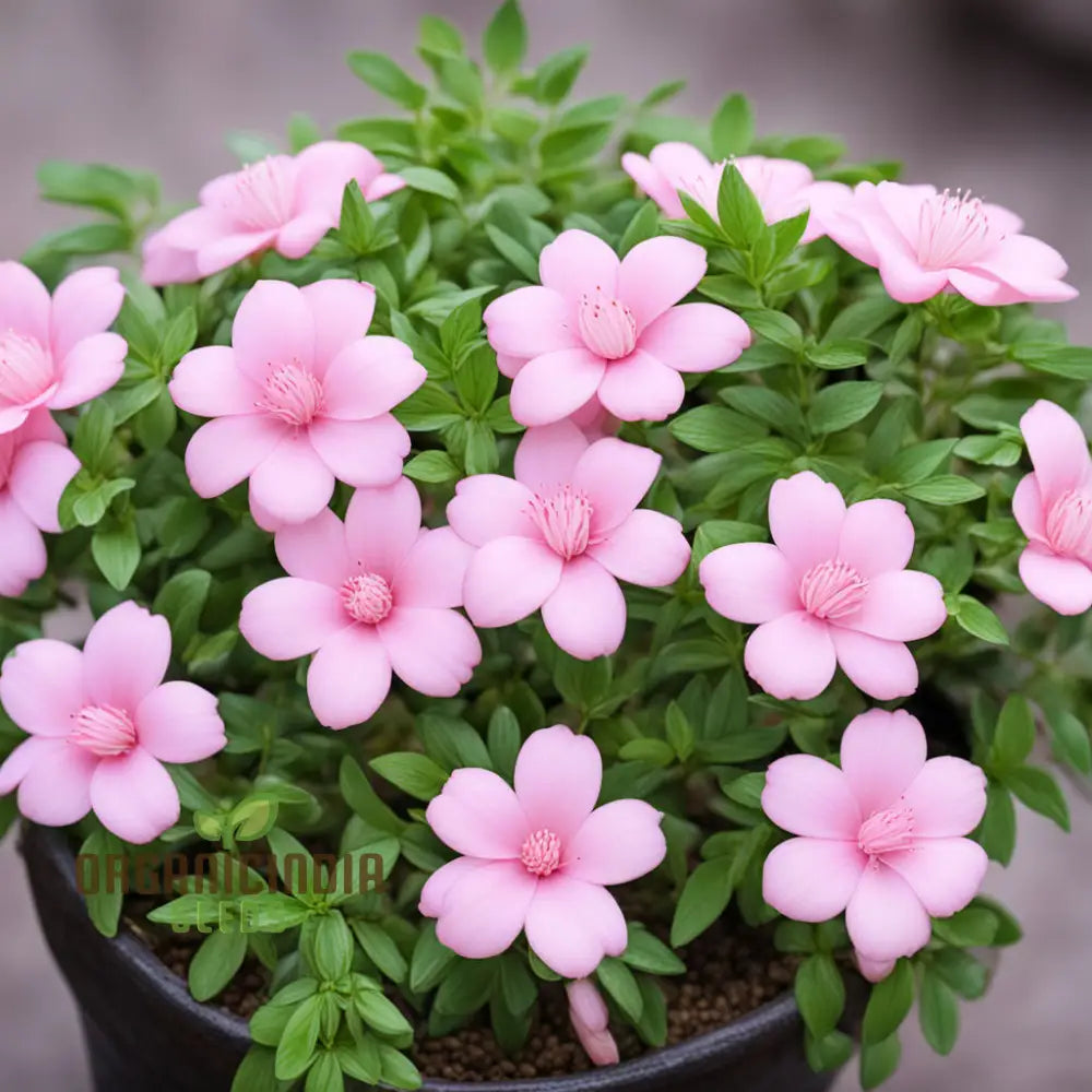 Baby Pink Yulan Flower Seeds – Elevate Your Gardening Experience With Delicate Blooms And Endless